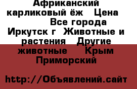 Африканский карликовый ёж › Цена ­ 6 000 - Все города, Иркутск г. Животные и растения » Другие животные   . Крым,Приморский